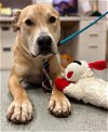 adoptable Dog in stockton, CA named COSMO