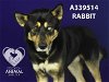 adoptable Dog in stockton, CA named RABBIT