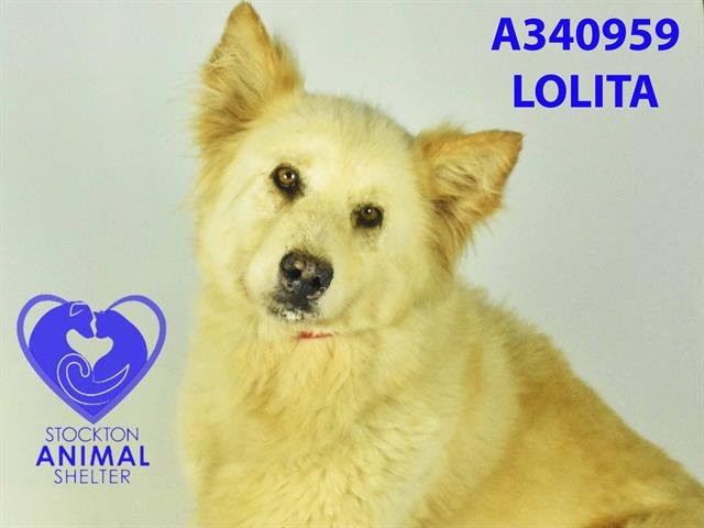 adoptable Dog in Stockton, CA named LOLITA