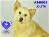 adoptable Dog in stockton, CA named LOLITA