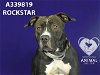 adoptable Dog in stockton, CA named ROCKSTAR
