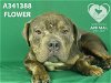 adoptable Dog in stockton, CA named FLOWER