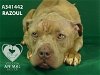 adoptable Dog in stockton, CA named RAZOUL
