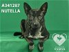 adoptable Dog in  named NUTELLA