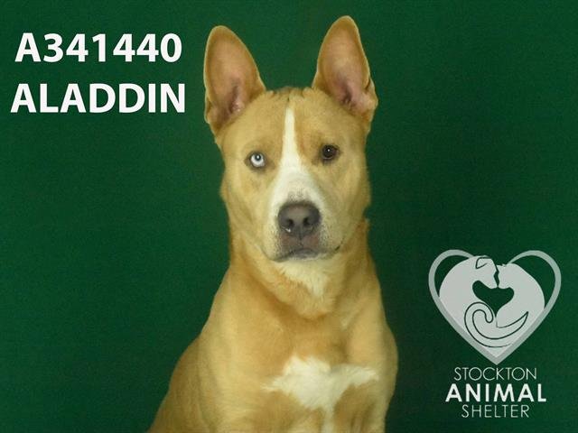 adoptable Dog in Stockton, CA named ALADDIN