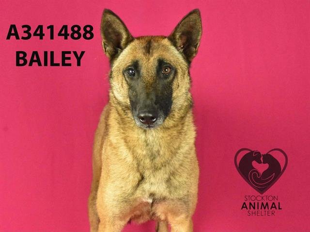 adoptable Dog in Stockton, CA named BAILEY