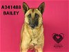 adoptable Dog in stockton, , CA named BAILEY