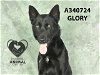 adoptable Dog in  named GLORY