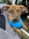 adoptable Dog in stockton, CA named DILL