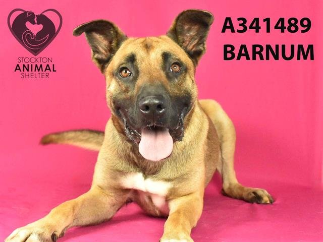 adoptable Dog in Stockton, CA named BARNUM