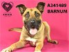 adoptable Dog in stockton, , CA named BARNUM