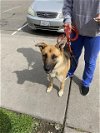 adoptable Dog in stockton, CA named CHANDOSO