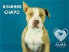 adoptable Dog in stockton, CA named CHAPO