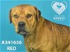 adoptable Dog in stockton, CA named RED
