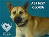 adoptable Dog in stockton, CA named GLORIA