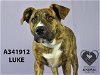 adoptable Dog in stockton, CA named LUKE