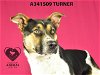 adoptable Dog in stockton, CA named TURNER
