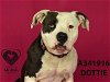 adoptable Dog in stockton, CA named DOTTIE