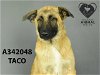 adoptable Dog in stockton, CA named HAROLD JR