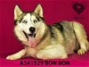 adoptable Dog in stockton, CA named BON BON