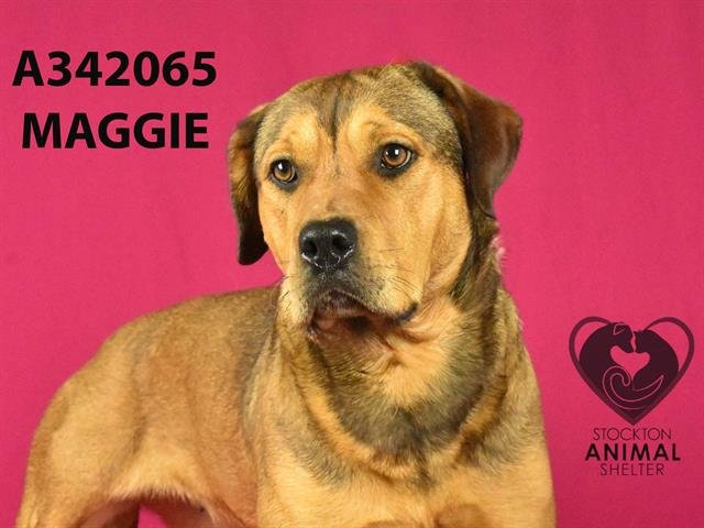 adoptable Dog in Stockton, CA named MAGGIE