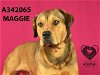 adoptable Dog in stockton, CA named MAGGIE