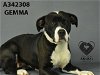 adoptable Dog in stockton, CA named GEMMA