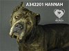 adoptable Dog in stockton, CA named HANNAH