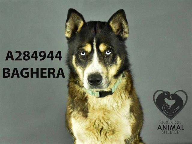 adoptable Dog in Stockton, CA named BAGHERA