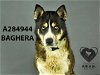 adoptable Dog in stockton, , CA named BAGHERA