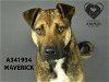 adoptable Dog in stockton, CA named MAVERICK