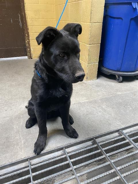 adoptable Dog in Stockton, CA named DUKE