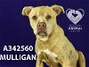 adoptable Dog in stockton, CA named MULLIGAN