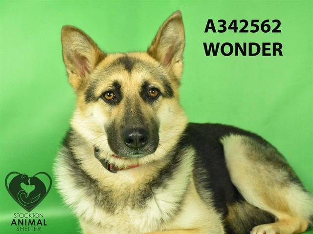adoptable Dog in Stockton, CA named WONDER