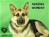 adoptable Dog in stockton, CA named WONDER