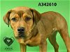 adoptable Dog in stockton, CA named SWEET PEA