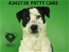 adoptable Dog in stockton, CA named PATTY CAKE