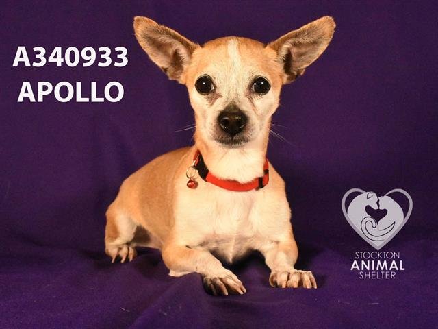 adoptable Dog in Stockton, CA named APOLLO