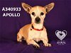 adoptable Dog in stockton, , CA named APOLLO