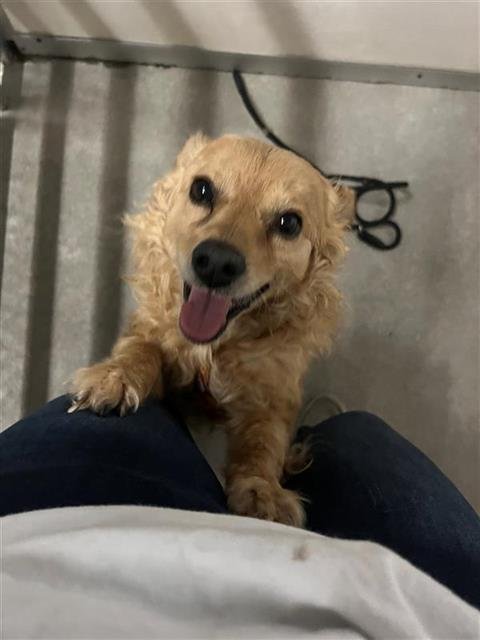 adoptable Dog in Stockton, CA named TEDDI