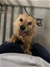 adoptable Dog in stockton, CA named HARRY POTTER