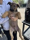 adoptable Dog in stockton, CA named A343027