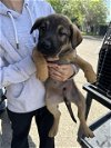 adoptable Dog in stockton, CA named A343034