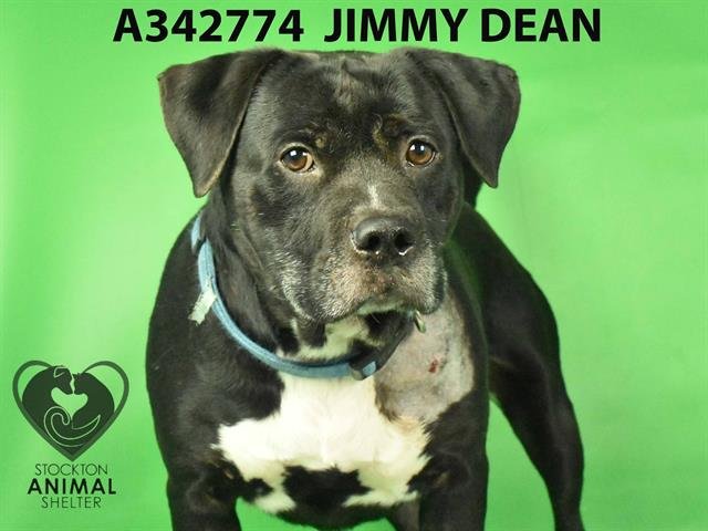 adoptable Dog in Stockton, CA named JIMMY DEAN