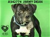 adoptable Dog in stockton, CA named JIMMY DEAN