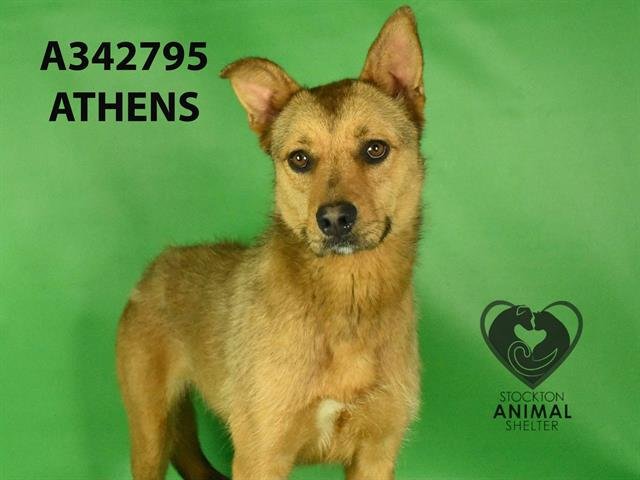 adoptable Dog in Stockton, CA named ATHENS