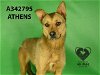 adoptable Dog in stockton, , CA named ATHENS
