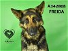 adoptable Dog in stockton, CA named FREIDA