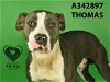 adoptable Dog in stockton, CA named THOMAS