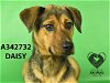 adoptable Dog in stockton, CA named DAISY